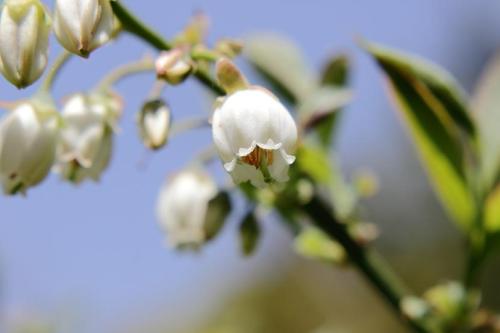 20160416 ブルーベリー.jpg