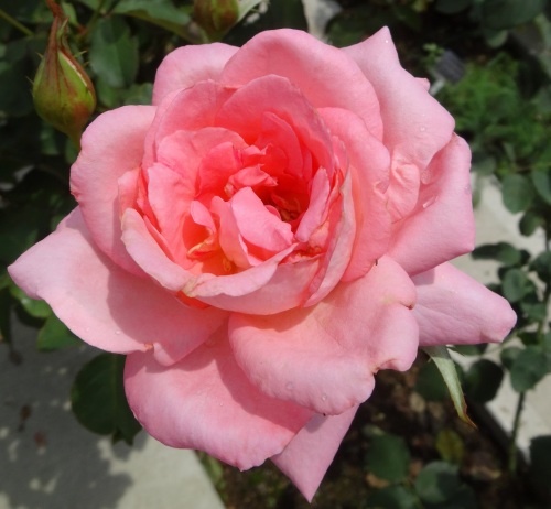 DSC00228.JPG