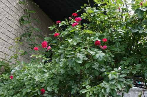 DSC02902.JPG
