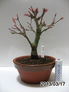 出猩々モミジ 植替後