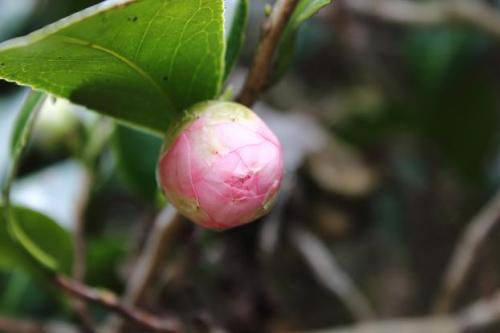 20160123 オトメツバキ3.jpg