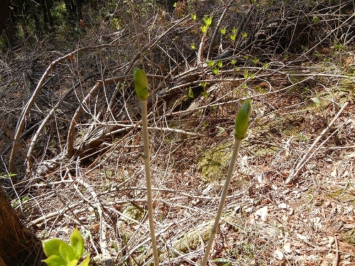 20140412コシアブラ.jpg