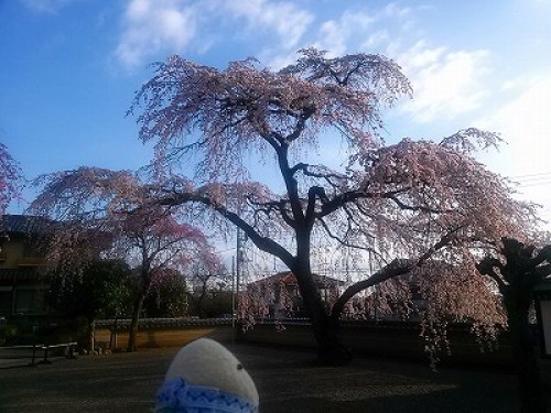 2014桜 (5).jpg