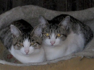 外猫　2012.10.21 016.jpgブログ.jpg