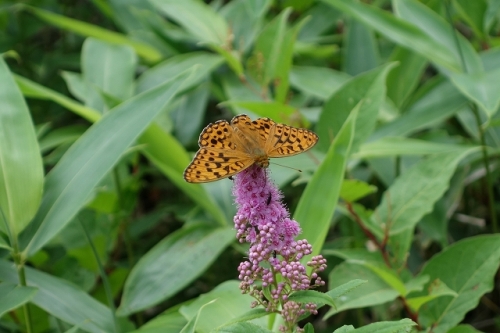 20140727ホザキシモツケ.jpg