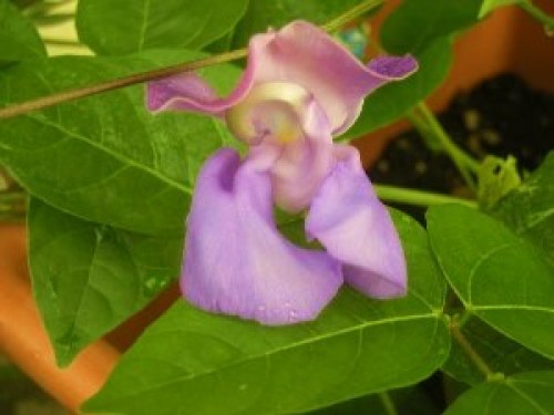 DSCN0780 (300x225).jpg