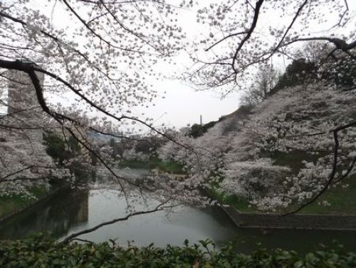 千鳥ヶ淵桜１.jpg