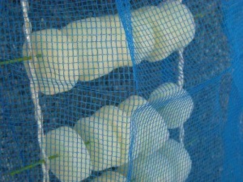 DSCN4854 (300x225).jpg