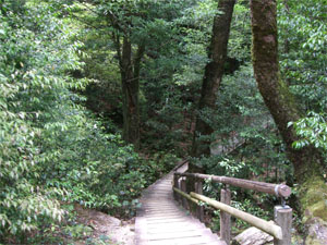 屋久島46.jpg