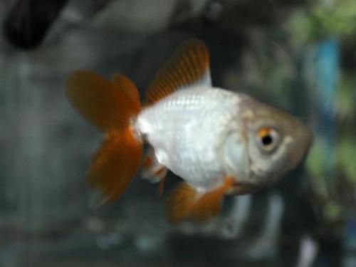 20150118 地金2.jpg