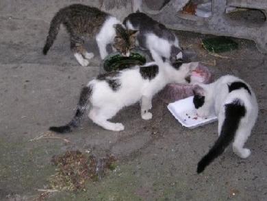 外猫