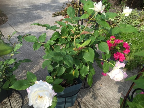 2016-05-02 16.42.48 - コピー.jpg