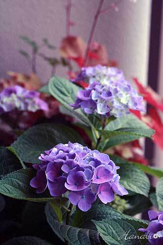 20120613アジサイ01.jpg