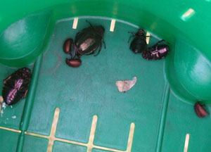 ブイブイ090812.jpg
