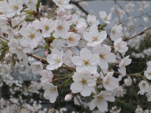 市役所前の桜.JPG