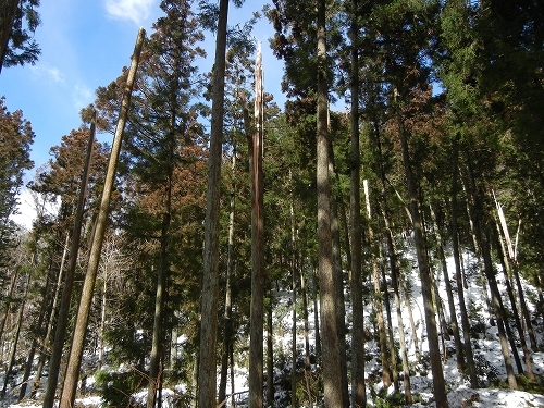 20140216杉２.jpg