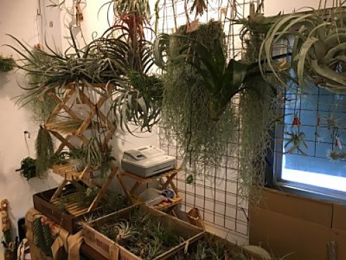 ボーダーブレイクでした 僕の食虫植物日記 楽天ブログ