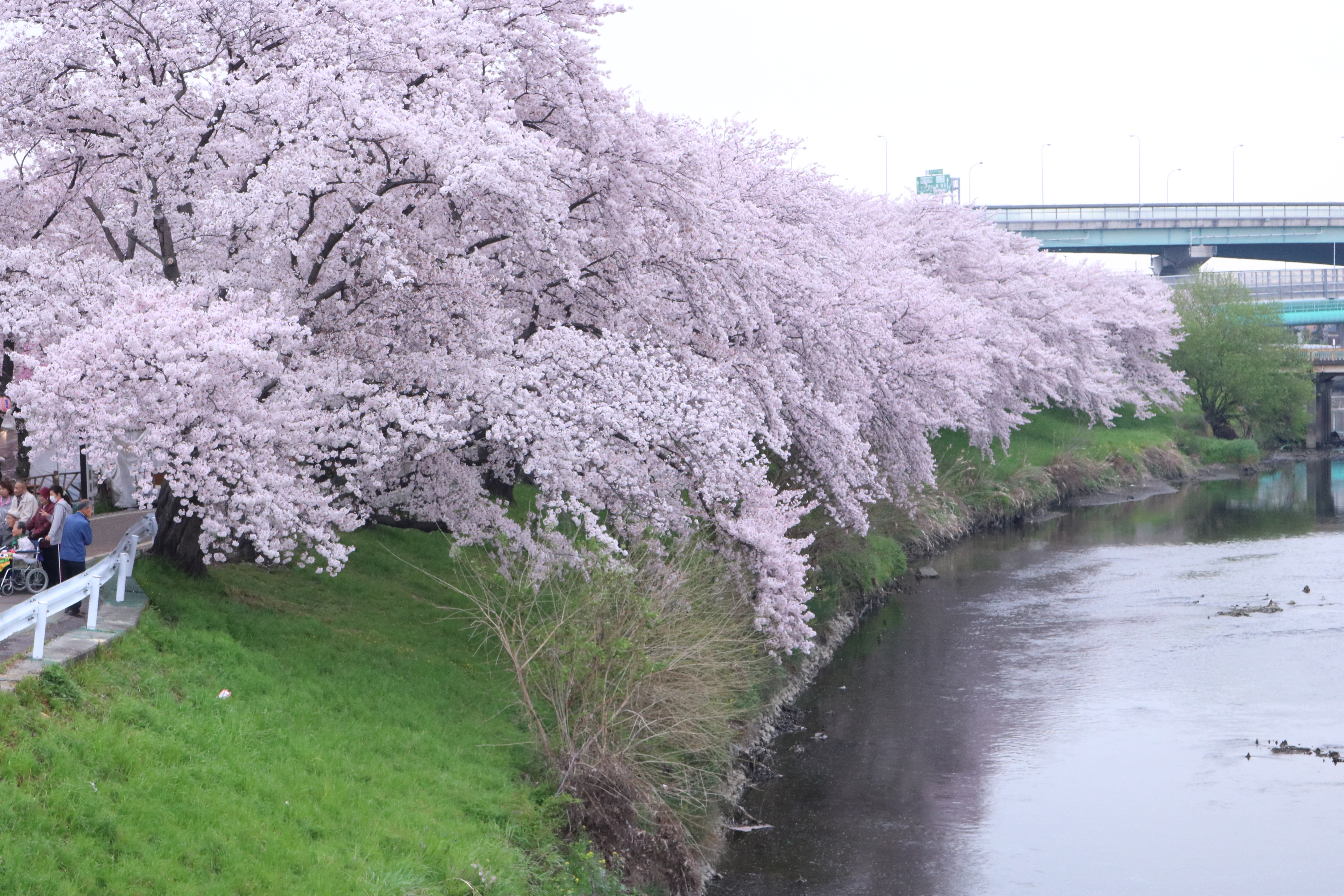 初心者の一眼レフでお出かけ 清洲城 桜 ジャイロに乗って湘南へ 楽天ブログ