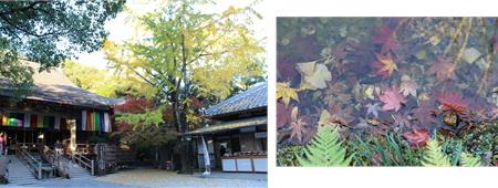 五台山 竹林寺の紅葉 あずきちゃん 猫 のお散歩ブログ 楽天ブログ