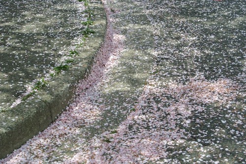 DSC_0142s.jpg