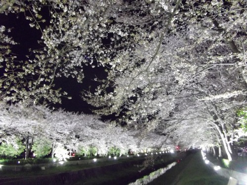 夜桜（小瀬）.jpg