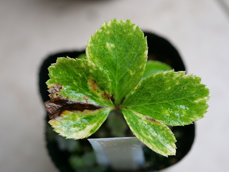 実生斑入りクリスマスローズの行方 | 植物男子ツボニワー - 楽天 実生斑入りクリスマスローズの行方 | 植物男子ツボニワー - 楽天