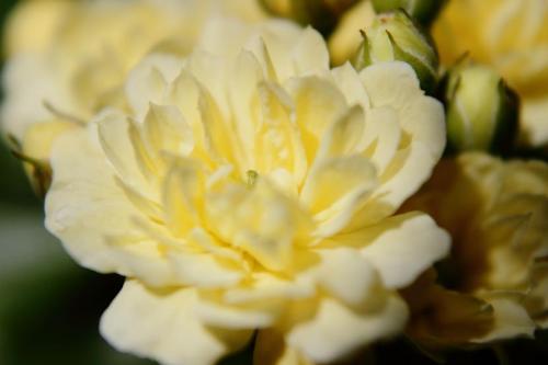 20160416 モッコウバラ.jpg