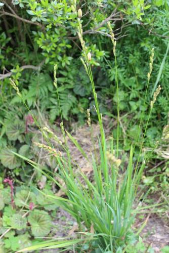 20150429 イキシア.jpg