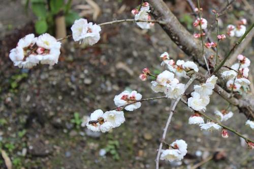 20150322 斑梅2.jpg