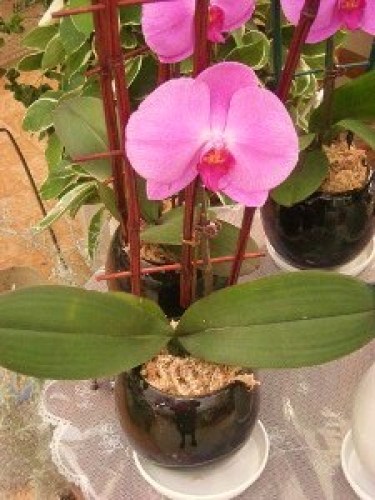 DSCN6655 (300x225).jpg