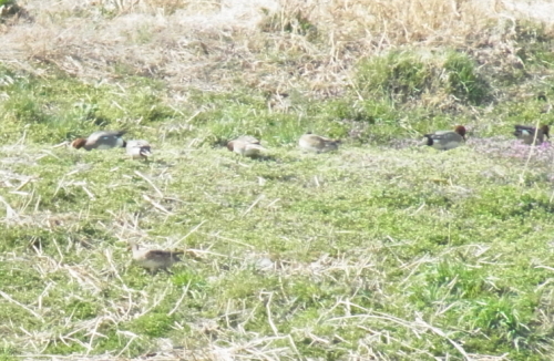 20130309梅林公園2 川辺の鴨.jpg