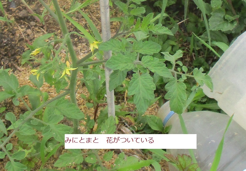 05月日 ミニトマト 花芽がついてきている まあまあ 成長している 農業 おべんきょうその062 はた坊のブログ 家庭菜園を始めて17年目に 9月からは菜園に専念に なりました 楽天ブログ
