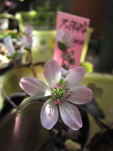 雪割草 天神梅？.JPG