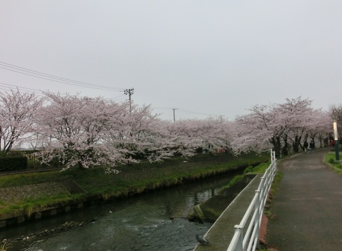 海老川の桜2.JPG
