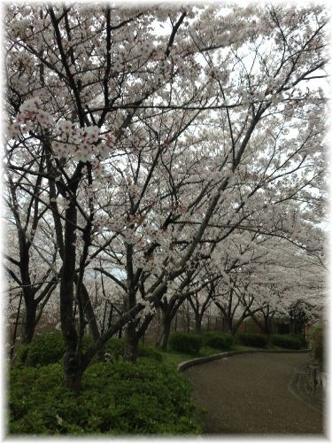 2014桜3.jpg