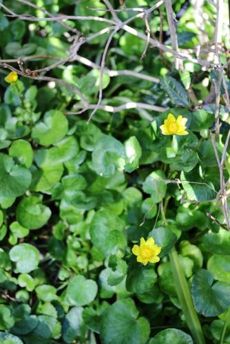 20170219 ヒメリュウキンカ 4.jpg