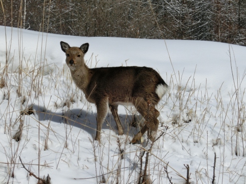 CIMG8877 (1280x960).jpg