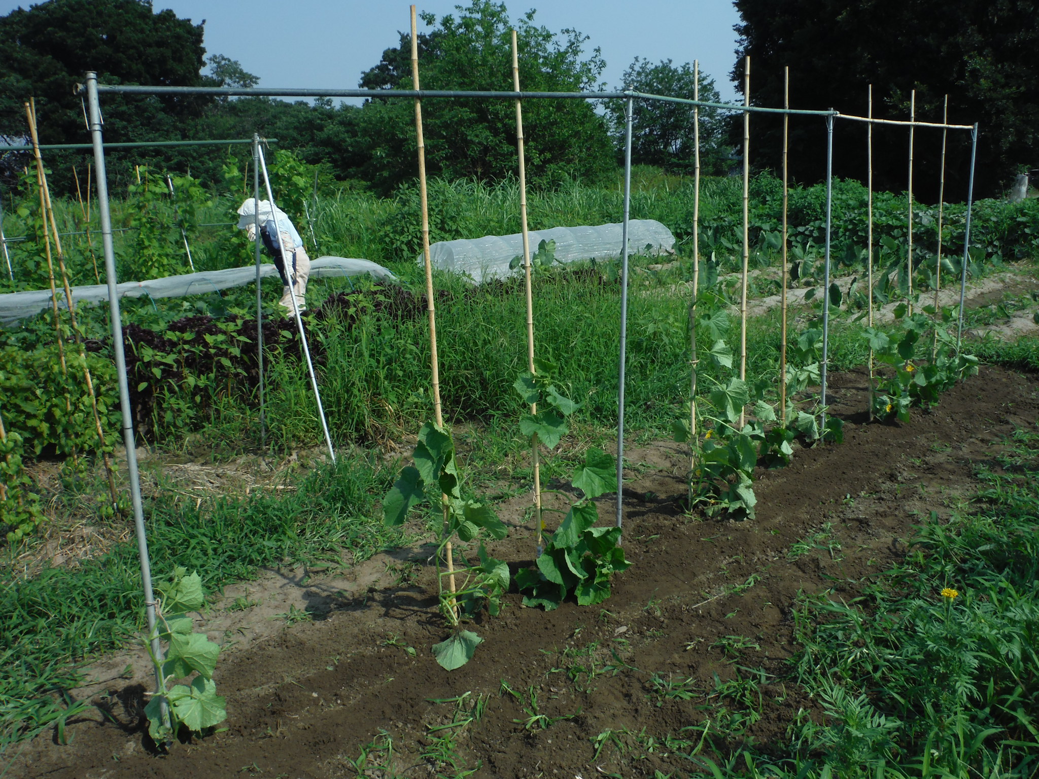 キュウリ 支柱たて オクラ初収穫 アラ古希夫婦の菜園生活 楽天ブログ