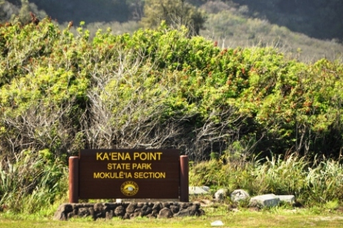 pict-カエナ 8.jpg