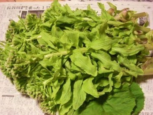 DSCN7181 (300x225).jpg