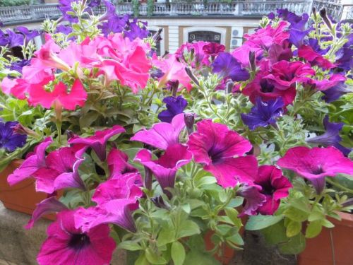 17 sabato surfinia.jpg