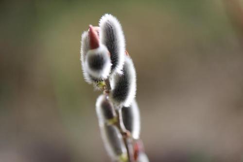 20150228 ネコヤナギ.jpg