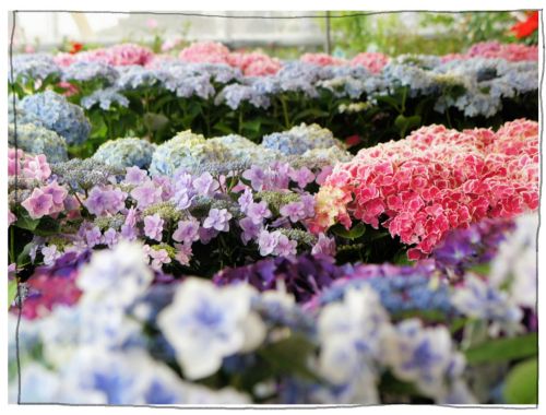 稲沢あじさいまつり 大塚性海寺歴史公園・性海寺