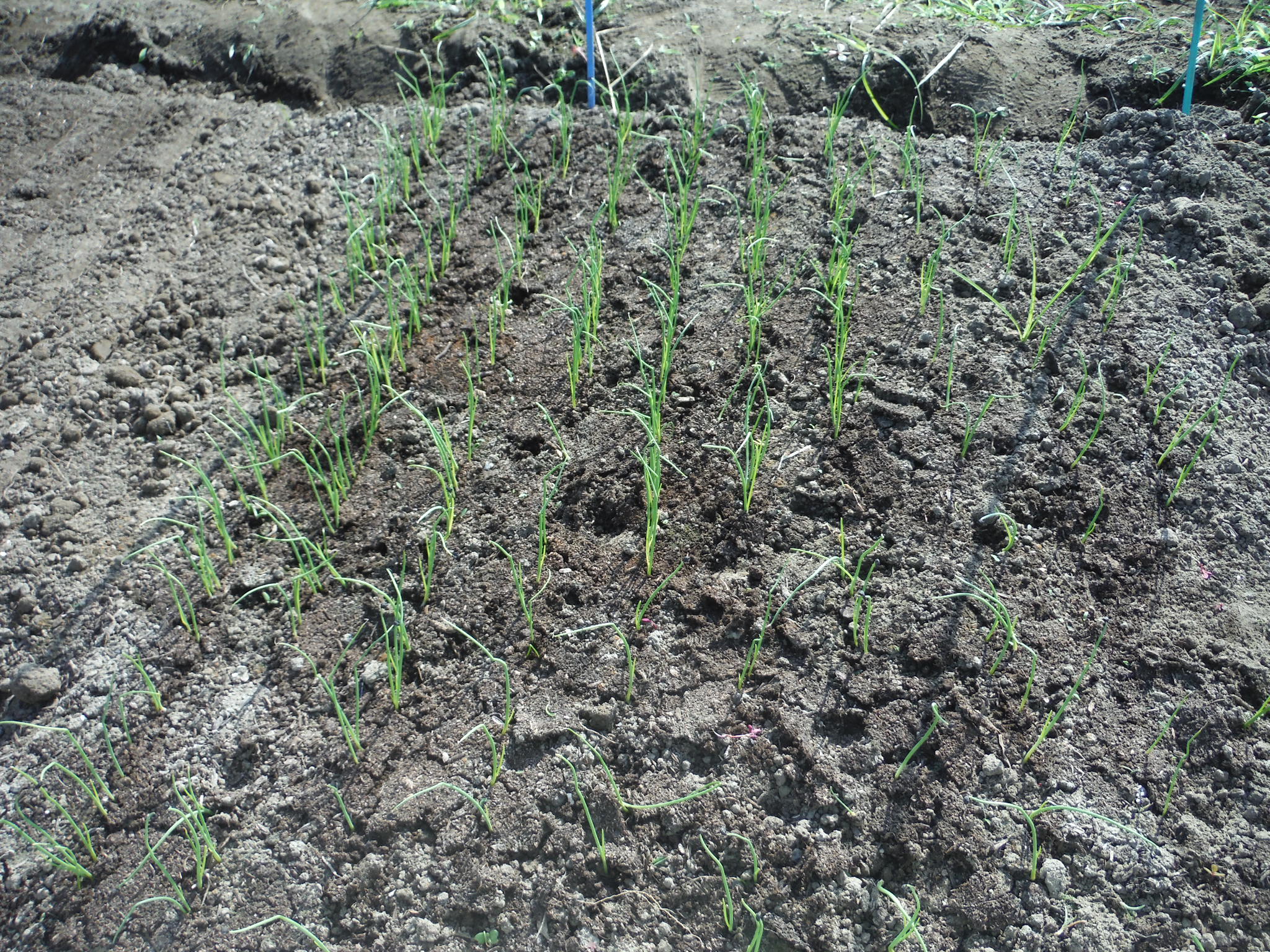 中晩生玉ねぎ 播種 桑の木豆 ようやく莢が アラ古希夫婦の菜園生活 楽天ブログ