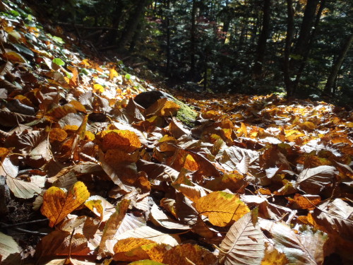 PA270138.JPG