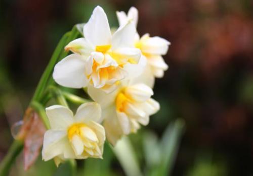 20150228 水仙2.jpg