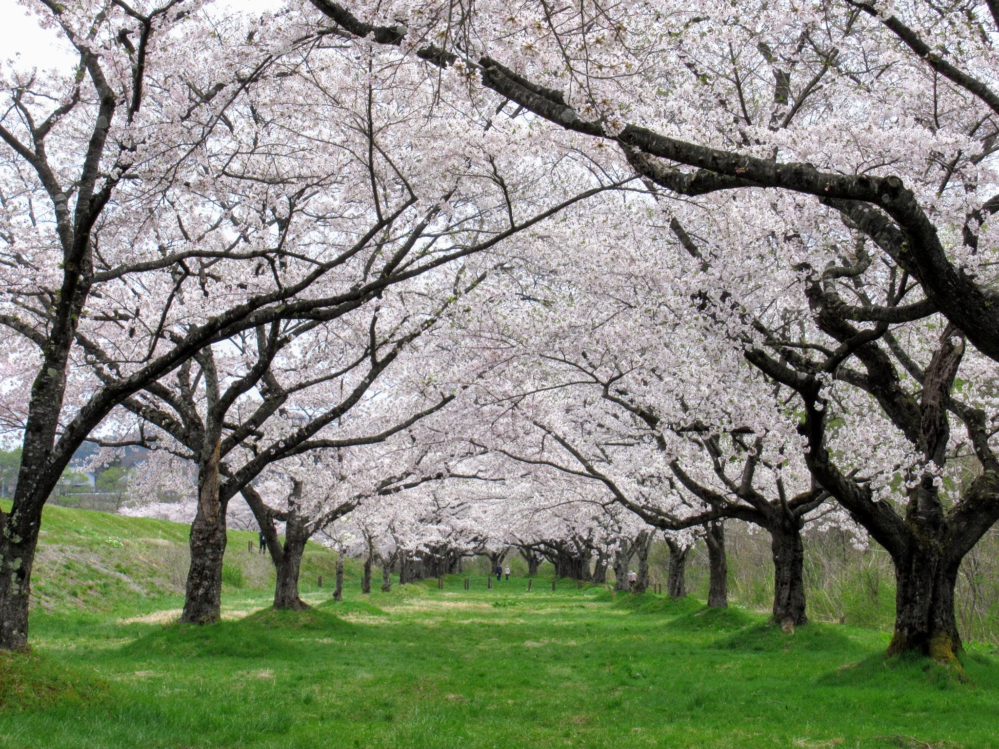 県央 雫石町 Gwにお花見はいかがですか 見ごろの桜をご紹介 イーハトーブログ 楽天ブログ