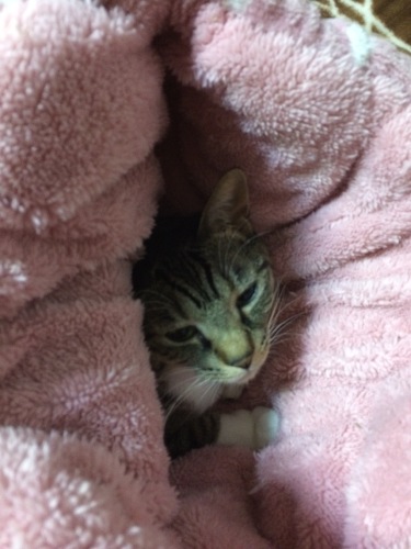 IMG_8725 - コピー.JPG