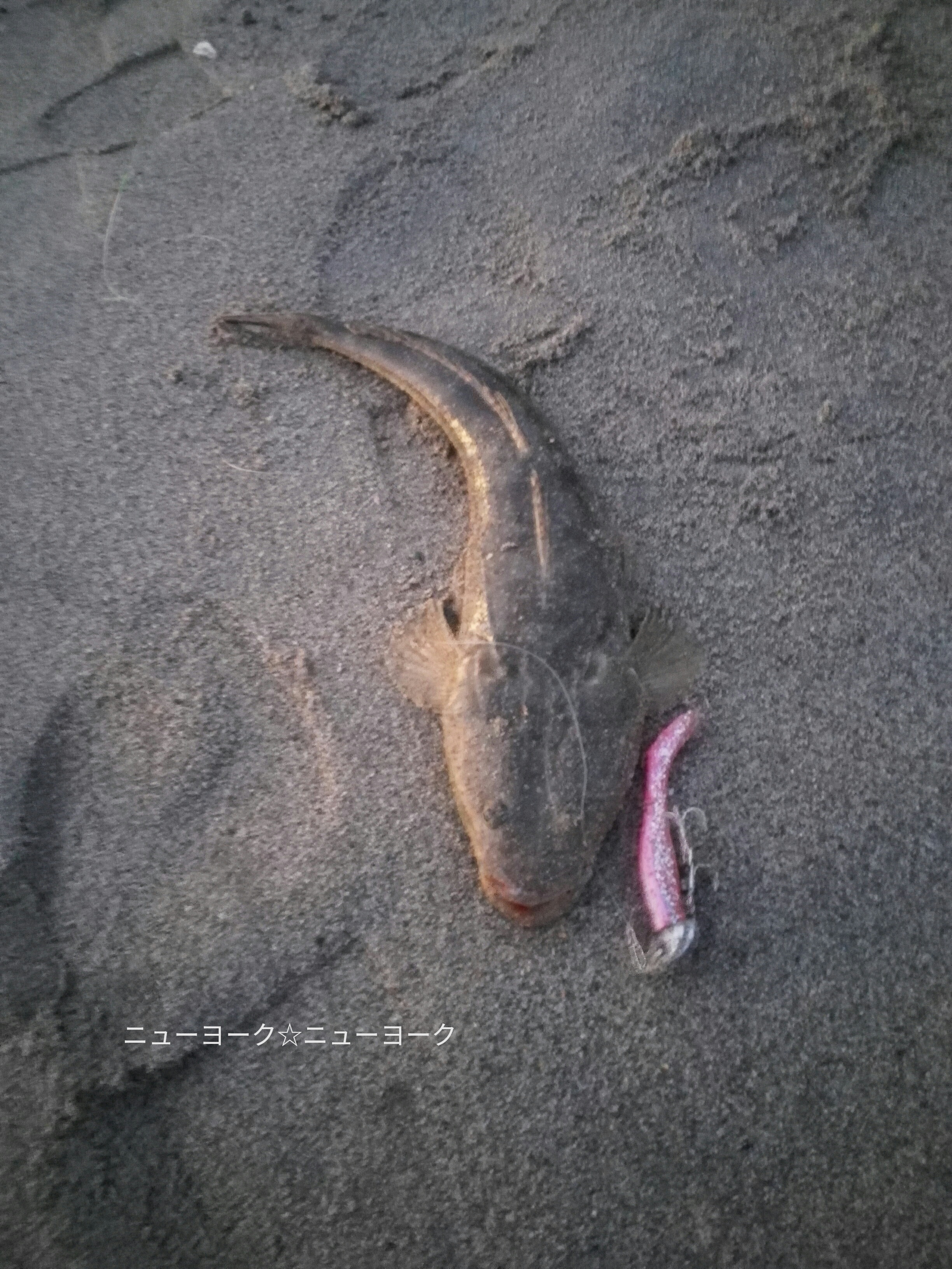 ヒラメ狙いの田原サーフ だが マゴチのみ 愛知の釣って食べるブログ 楽天ブログ