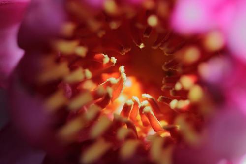 20160911 睡蓮 3.jpg